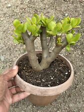 One plant jade for sale  Van Nuys