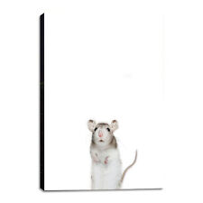 Little rat wall for sale  Lafayette