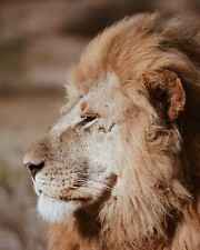 Lion 8x10 photo for sale  Wallkill