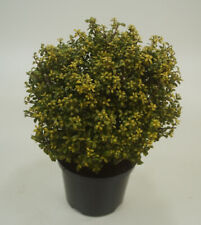 Ilex crenata glory gebraucht kaufen  Goch