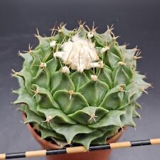 Obregonia denegrii 6.5 cm. rare pot Cactus Astrophytum Aztekium Copiapoa for sale  Shipping to South Africa
