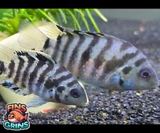 8pk convict cichlid for sale  Chaffee