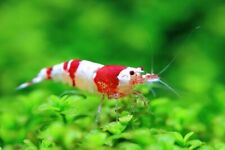 Crystal red shrimp for sale  HAYWARDS HEATH