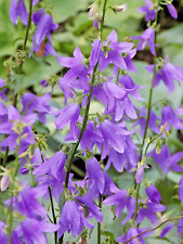 Bluish penstemon plants for sale  Lenox