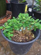 Euphorbia milii cristata for sale  Porter