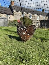 Jubilee orpington hatching for sale  BRIDGEND