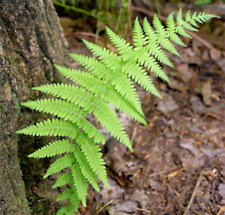 Hay scented fern for sale  Mcminnville
