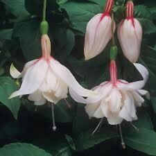 Fuchsia double plug for sale  SWANLEY