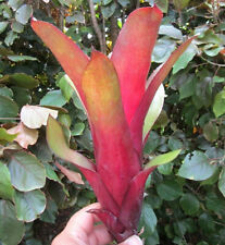 Bromeliad billbergia amoena for sale  Miami