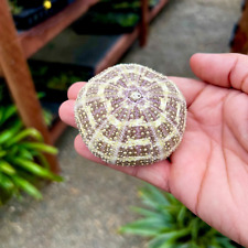 Gator sea urchin for sale  Vacaville