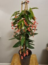 Begonia albopicta tamaya for sale  LONDON