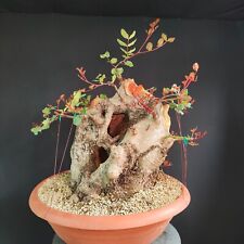 Pre bonsai esemplare usato  San Pancrazio Salentino
