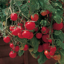 Perła ogrodowa pomidorowa 5+ nasion WYDAJNA i DELIKATNA! P 443 na sprzedaż  Wysyłka do Poland