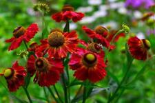 Helenium red shades for sale  RICHMOND