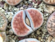 Lithops karasmontana lateritia for sale  Shipping to Ireland