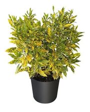 Gold dust croton for sale  Homestead