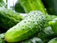 Boston pickling cucumber for sale  Minneapolis