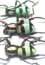 R003 LDVNS | EV : Pachyrrhynchus speciosus samarensis 3pcs. 11.5mm-14mm A-/A1/A1 for sale  Shipping to South Africa