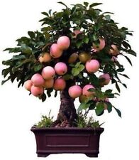 Dwarf bonsai apple for sale  Russell