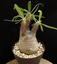 Pachypodium gracilius caudex for sale  Shipping to United Kingdom