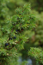Gemeiner Wacholder Juniperus communis Pflanze 5-10cm Heide-Wacholder Feuerbaum tweedehands  verschepen naar Netherlands