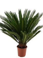 Cycas revoluta palmfarn gebraucht kaufen  Wurzen