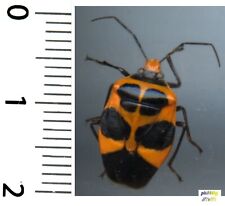 Hemiptera, Pentatomidae - AROCERA SPECTABILIS - Entomology. insect 1601E, used for sale  Shipping to South Africa