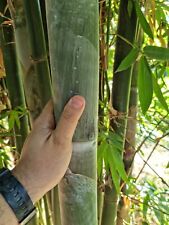 Bambu bambusa oldhamii usato  Reggio Calabria