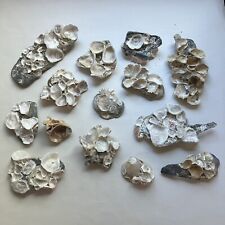 Lot oyster clusters for sale  Travelers Rest