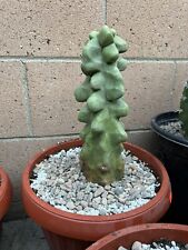 Totem Pole Monstrosus Cactus NO SPINES 12” Shipping To California Only, used for sale  Shipping to South Africa