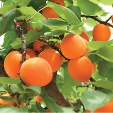 Apricot tree sweet for sale  ROCHDALE