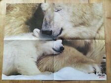 Poster orso kodiak usato  Macerata