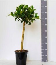 Ficus australis piantamia usato  Mascali