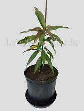 Cecilove, Mango Fruit Tree, Professionally Grafted! for sale  Shipping to South Africa