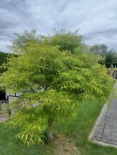 Acer palmatum koto gebraucht kaufen  Dillingen a.d.Donau