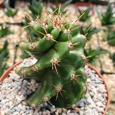 Spiral cactus cereus for sale  Fallbrook