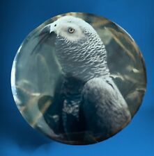 African grey parrot for sale  Providence