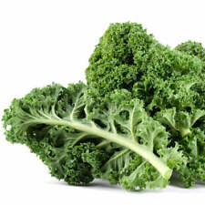 50 Graines de Chou Kale Vert Demi Nain, Brassica Oleracea for sale  Shipping to South Africa