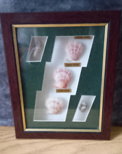 Vintage shell picture for sale  LIVERPOOL