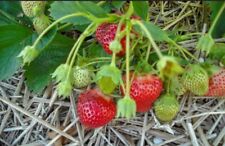 Maine wild strawberry for sale  Canaan