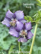 Geranium phaeum kora for sale  RYTON