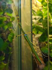 Stick insects malaysian for sale  BOLTON