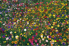 Wildflower mix 100 for sale  Phoenix