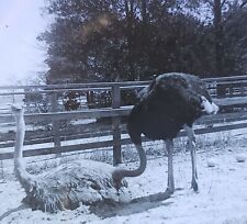 Ostrich hatching eggs for sale  Spanish Fork