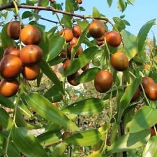 Indian jujube felt for sale  Shipping to Ireland