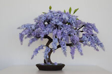 BONSAI JACARANDA MIMOSIFOLIA BLUE FLAMBOYAN rare flowering tree seed 10 seeds, used for sale  Shipping to South Africa