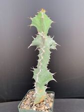 Euphorbia semperflorens rare for sale  Marana