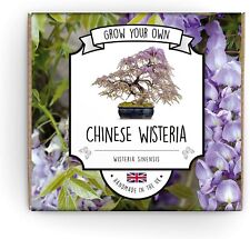Grow bonsai kit for sale  LONDON