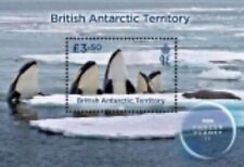 2023 british antarctic d'occasion  Brunoy