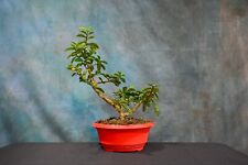 Serut pre bonsai for sale  North Fort Myers